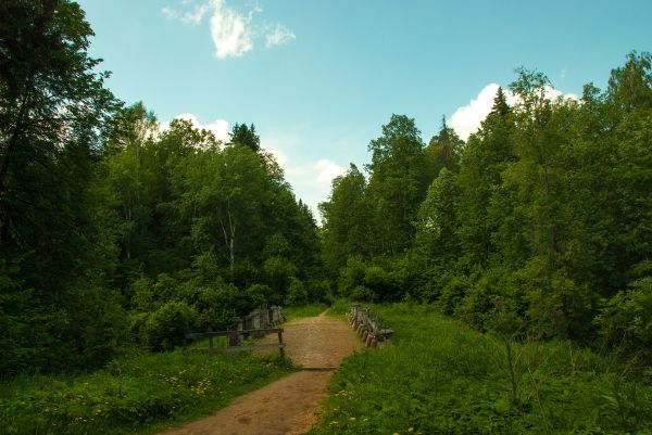 maisema, puu, luonto, ruoho, metsä, erämaa