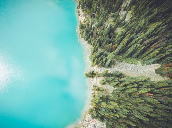 arbre,forêt,mer,côte,eau,la nature