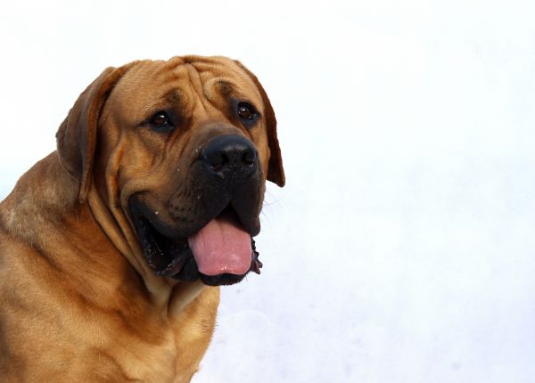 白,遊びます,子犬,雪,冬,スポーツ