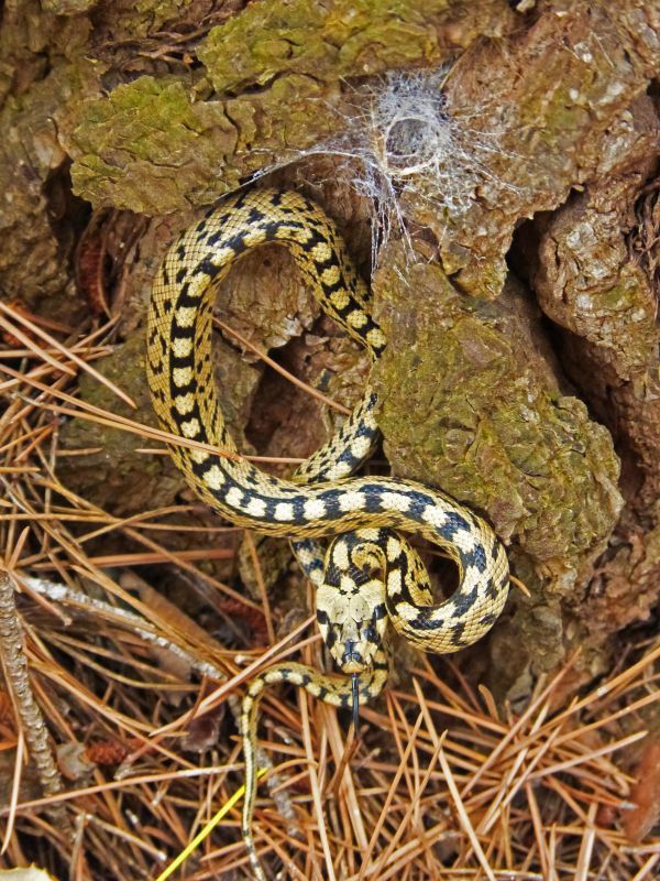 foresta, natura, rettile, giallo, fauna, serpente