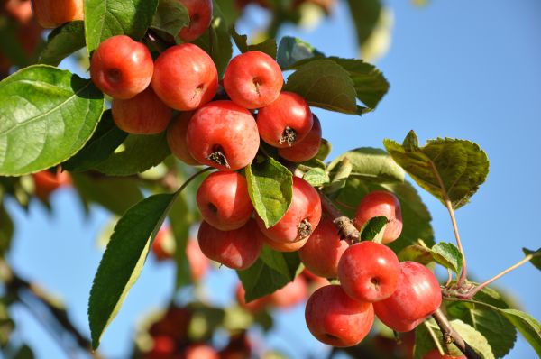 Baum, Ast, Pflanze, Frucht, Beere, Natur