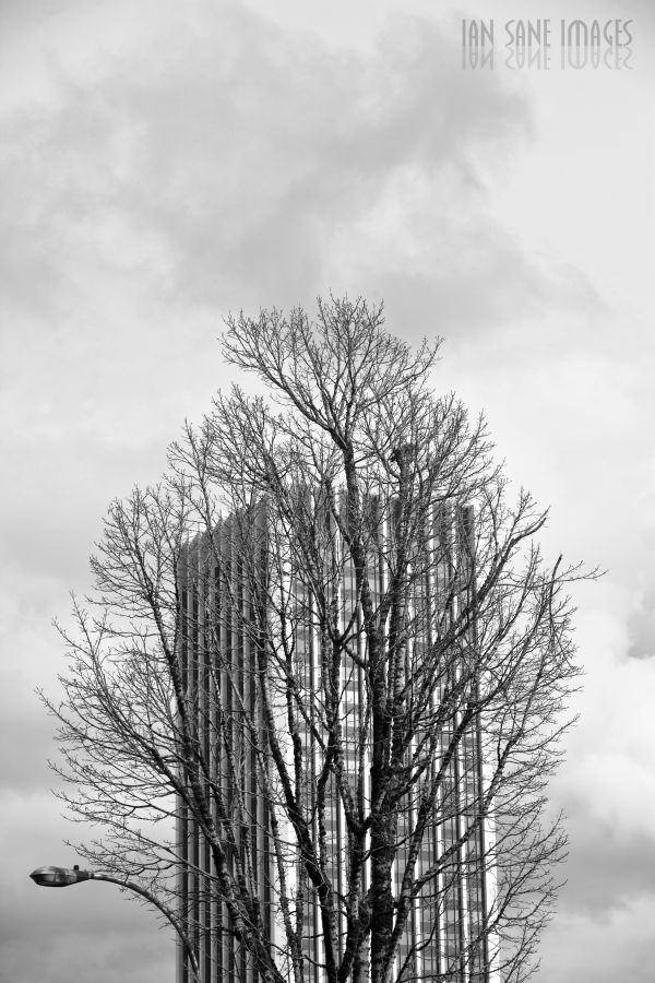 albero, natura, ramo, la neve, inverno, leggero