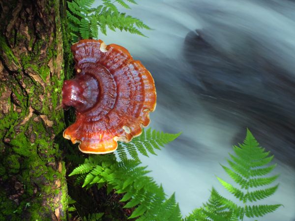 Baum, Natur, Bach, Strom, Frühling, Biologie