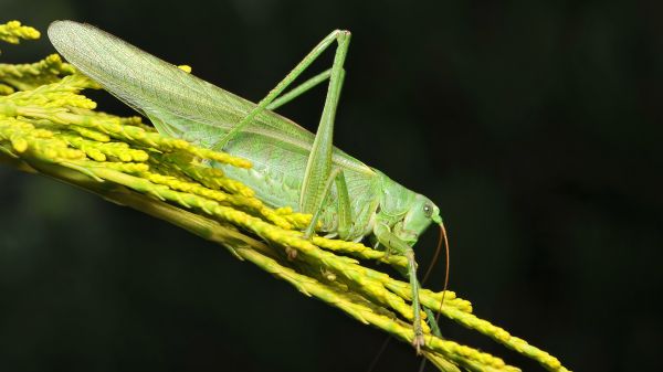 foglia,verde,insetto,fauna,invertebrato,avvicinamento