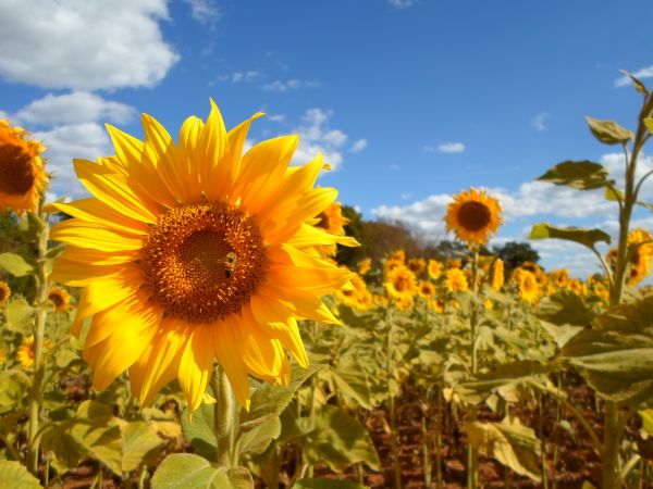 växt,fält,äng,blomma,gul,flora