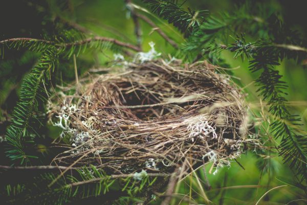 strom,větev,pták,borovice,zvěř a rostlinstvo,fauna