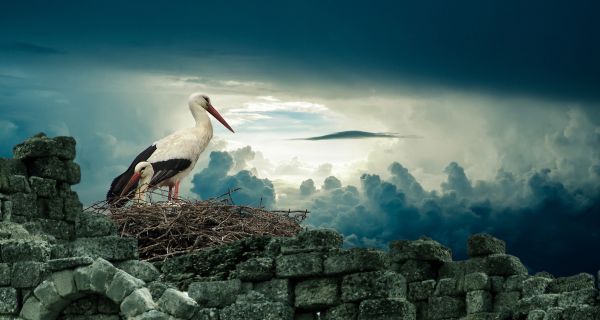 鳥,翼,海,自然,屋外,空