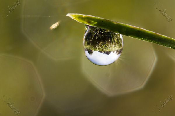 vand,græs,dråbe,dug,fotografering,blad