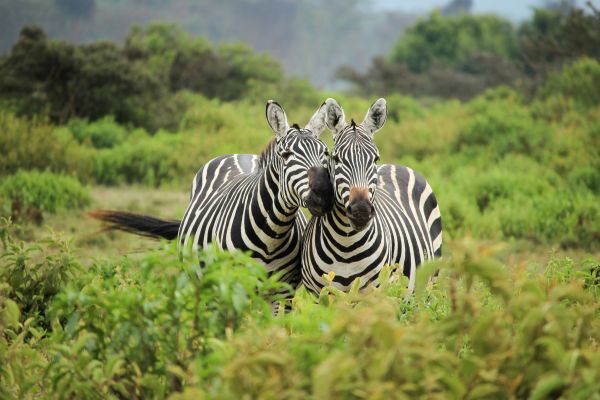 Tier, Tierwelt, Zoo, Gras, Abenteuer, Dschungel