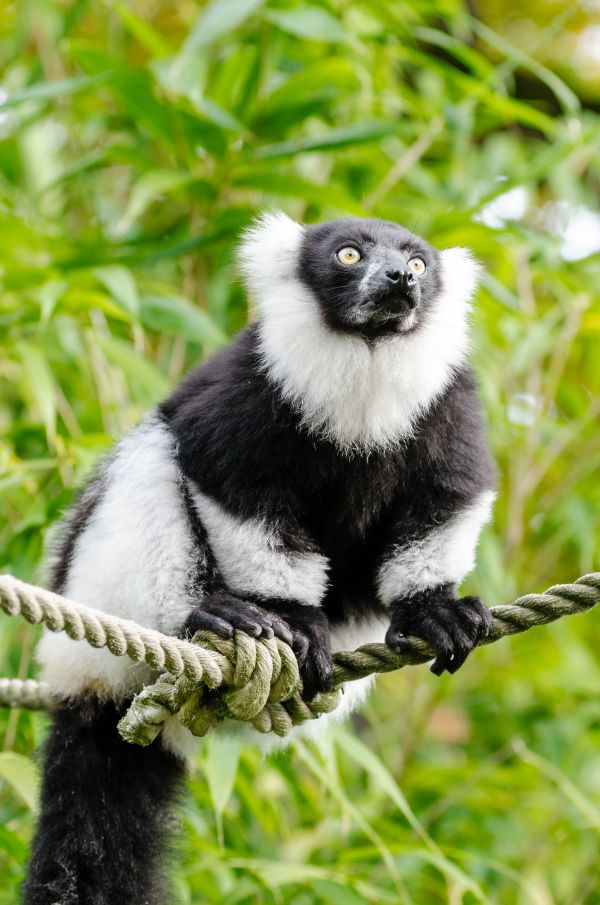 tree,branch,bokeh,white,feet,animal