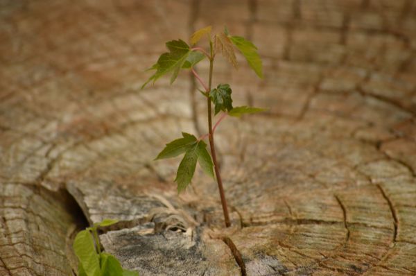 árbol,naturaleza,rama,planta,madera,crecimiento