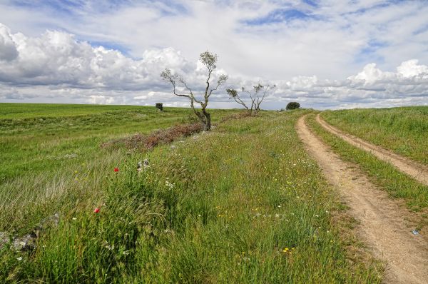 peisaj, copac, natură, iarbă, orizont, coastă