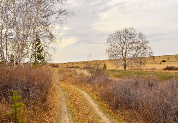 landscape, tree, nature, forest, grass, plant