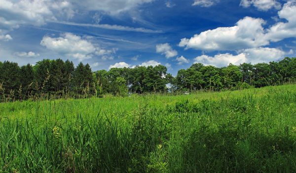 landschap,boom,natuur,Bos,gras,wolk