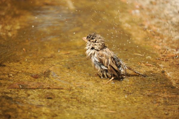 Wasser,Natur,Vogel,nass,Blatt,Blume