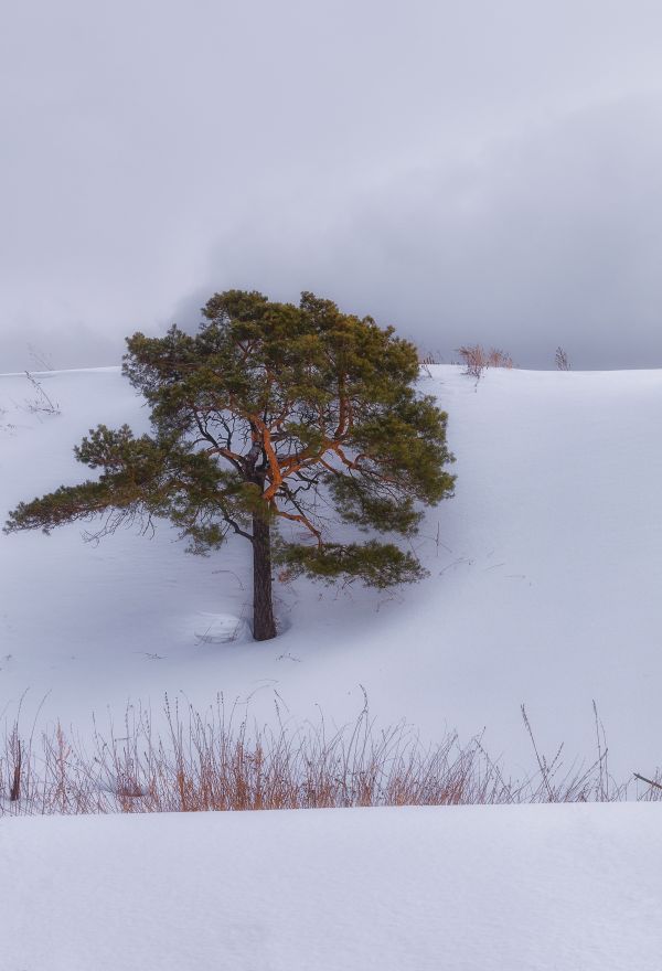 krajina,strom,príroda,vetva,vrch,sneh