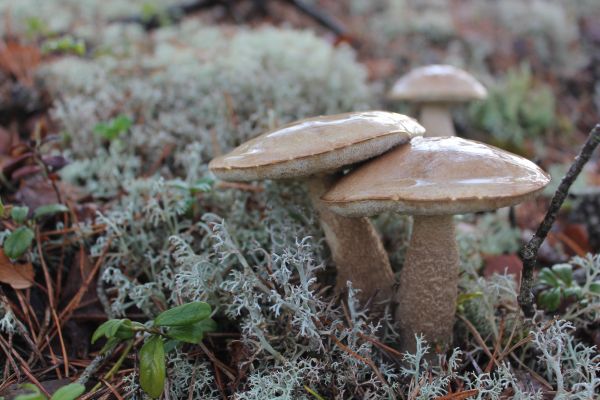 naturaleza,bosque,macro,otoño,suelo,al aire libre