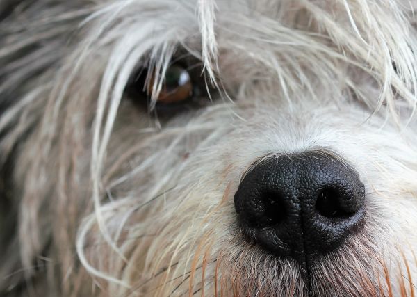 Aussicht,Hund,Haustier,Pelz,Porträt,schließen