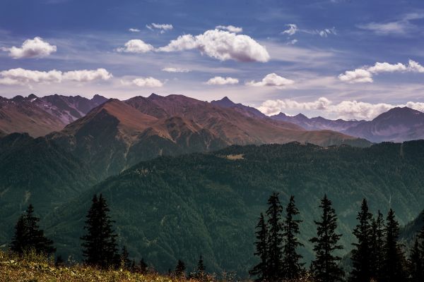 景观, 树, 性质, 森林, 荒野, 山