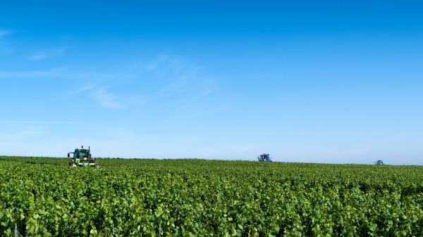 anlegg, vingård, vin, gress, horisont, himmel