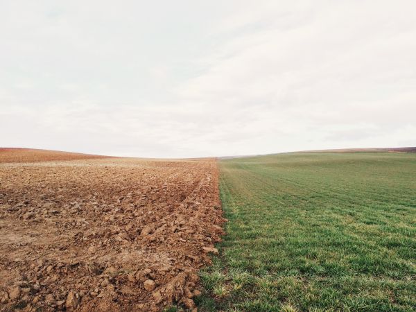 paisaje,césped,horizonte,al aire libre,agudo,planta