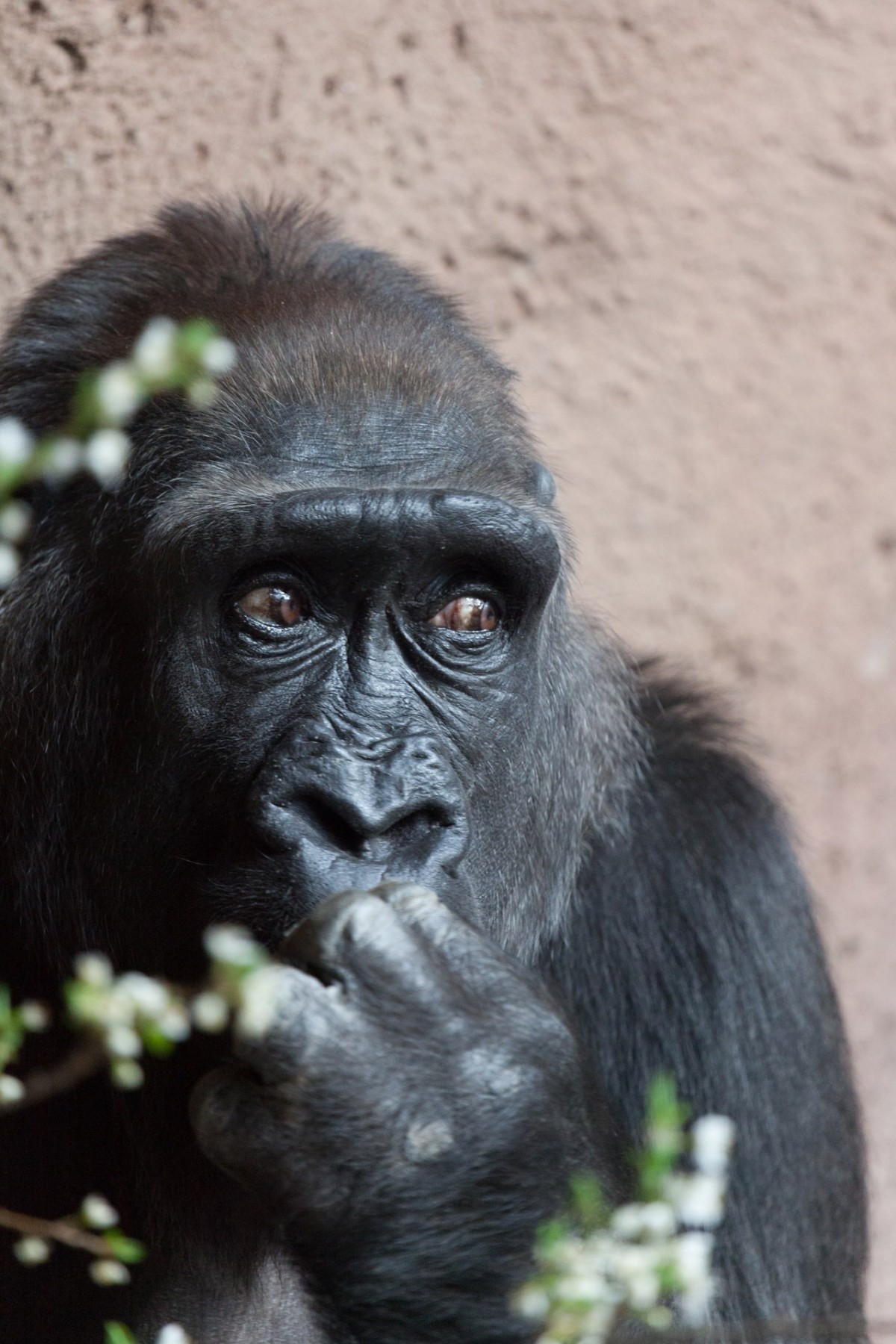 動物, 野生動物, 野生, 動物園, ポートレート, アフリカ, 哺乳類, 黒, モンキー, 動物相, 霊長類, ゴリラ, チンパンジー, 面, 目, 猿, 頭, 絶滅危惧種, 脊椎動物, 大きい, 西部ゴリラ, 大きな猿, 一般的なチンパンジー