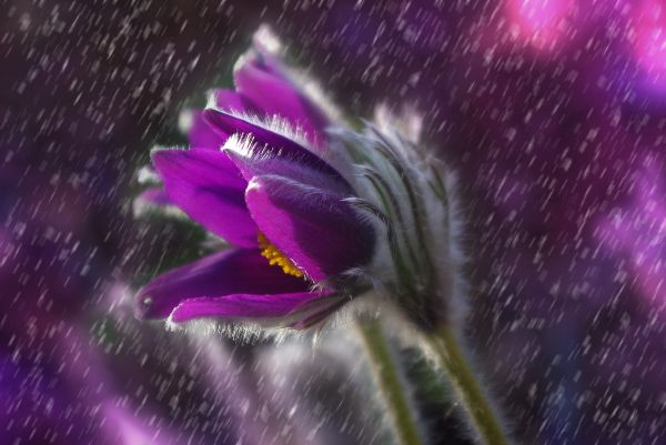 la nature,fleur,fleur,plante,pluie,violet