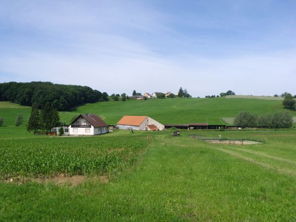 Landschaft, Natur, Wald, Gras, Himmel, Feld