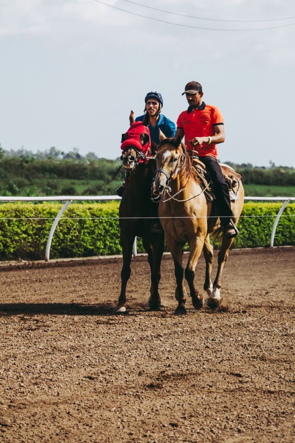 caballo, jockey, Caballo como mamífero, rienda, Paquete animal, entrenador de caballos