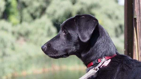 natuur, puppy, hond, water, meer, groen