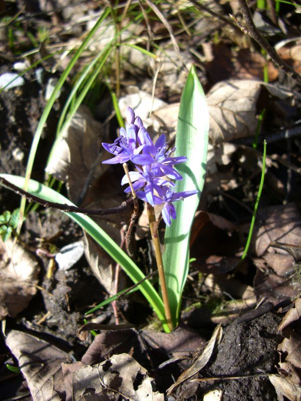 blomma, växt, blomma, blomma, vår, blad