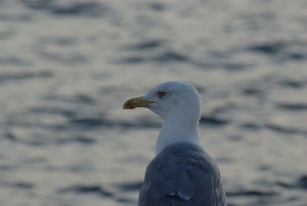 hav, natur, fugl, havfugle, måge, dyreliv