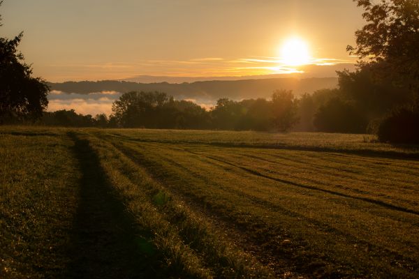 пейзаж,дерево,природа,трава,горизонт,легкий