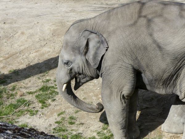 príroda, zviera, zver a rastlinstvo, zoologická záhrada, ázijský, mladý