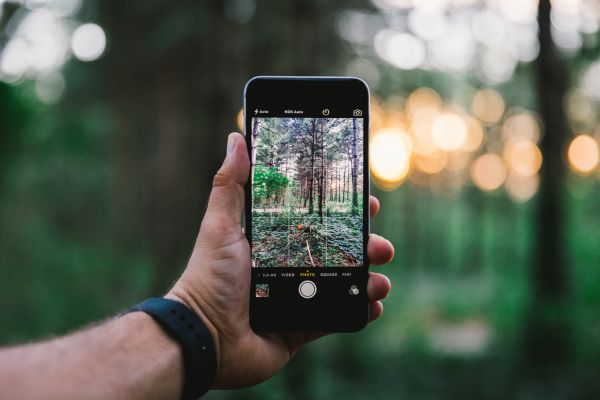 iphone, smartphone, hånd, lys, træ, Skov