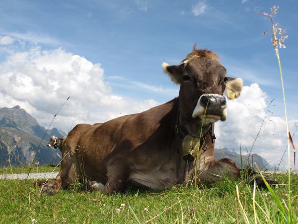 Gras,Himmel,Feld,Bauernhof,Wiese,Blume