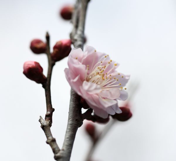 ブランチ, 花, 工場, 写真, 花, 花弁