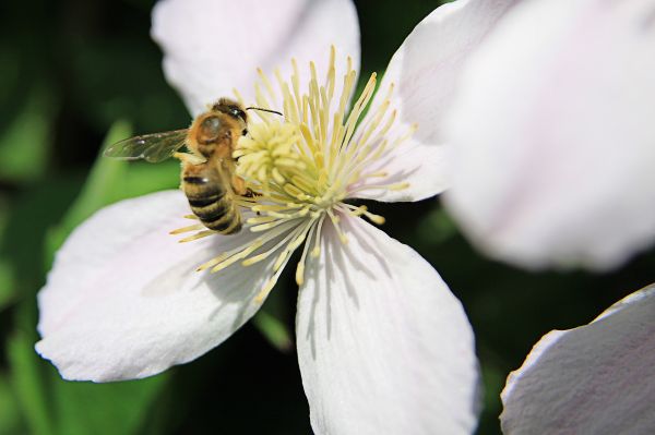 naturaleza, flor, planta, fotografía, flor, pétalo