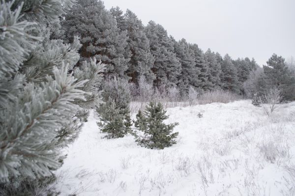 krajina,strom,príroda,les,vetva,sneh