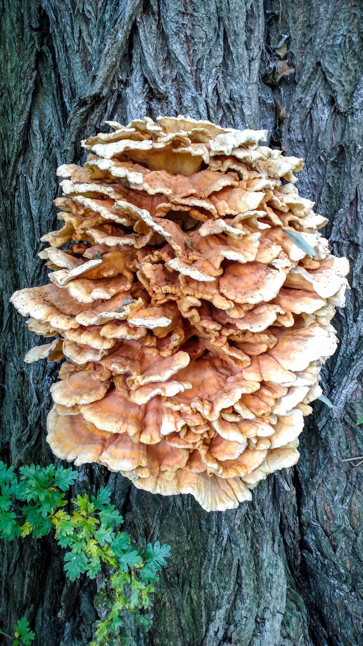 Baum, Natur, Kofferraum, Borke, Pilz, Pilz, Pilze, Austern Pilz, Genießbarer Pilz, Heilpilz, Agaricomyceten, Henne des Holzes, Polyporales, Hymenochaetale, Inonotus