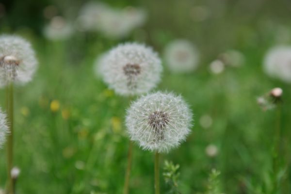 la nature, herbe, plante, Prairie, pissenlit, champ