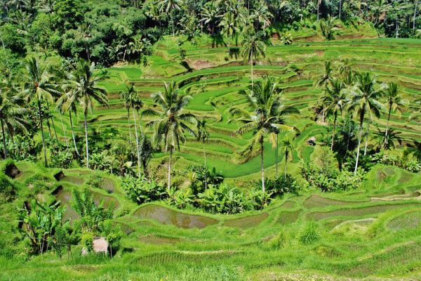 pemandangan,alam,hutan,pohon,pertumbuhan,bidang