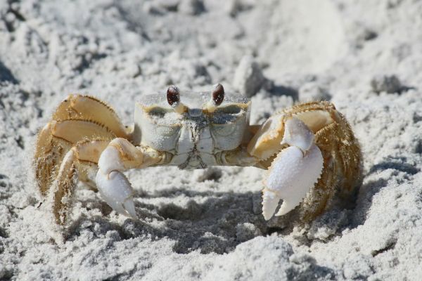 strand, natuur, zand, dier, wildlife, kustlijn