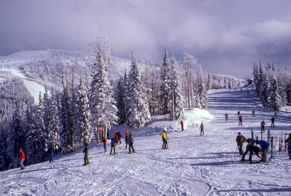 tre,fjell,snø,vinter,skog,tre