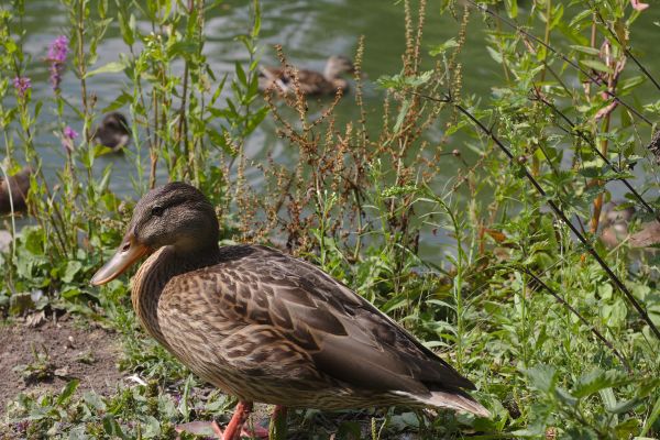 水,自然,鳥,湖,動物,池