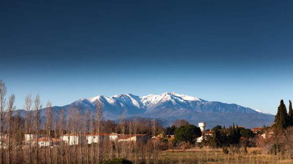 景观,树,性质,荒野,山,雪