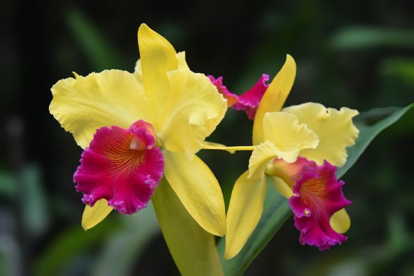 Natur,Pflanze,Blume,Blütenblatt,Botanik,Makro