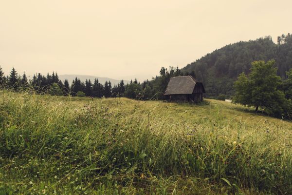 landscape, nature, grass, wilderness, mountain, tree