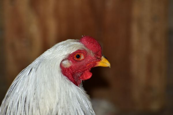 uccello, azienda agricola, animale, ritratto, ala, maschio