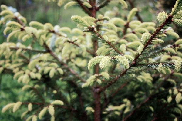 tre, natur, gren, vinter, landskap, skog